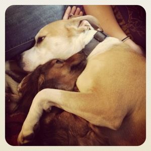 Meet your Posher, Lilly